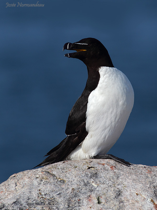 petit pingouin 0779.jpg