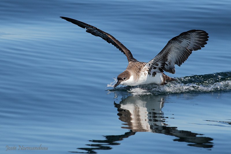 puffin majeur 0200.jpg