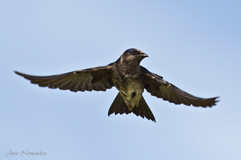 hirondelle noire2 8549.jpg