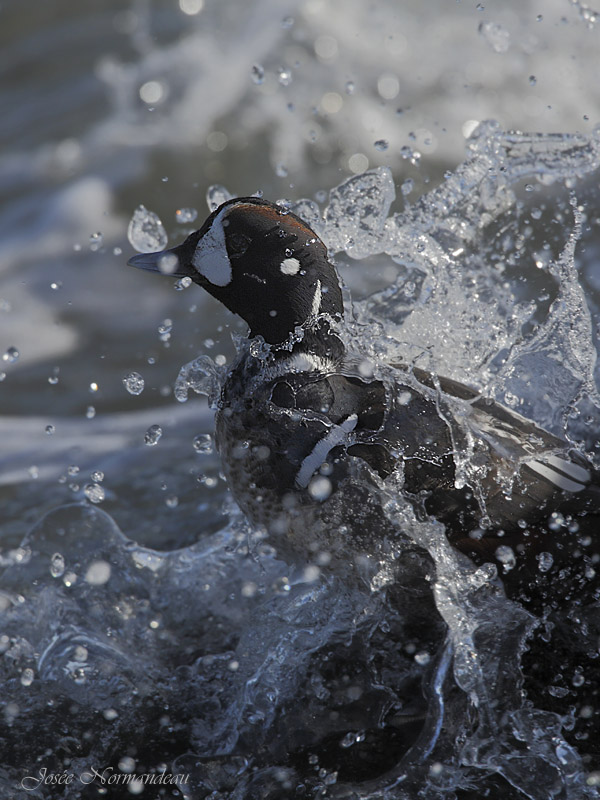 canard arlequin2 5978.jpg