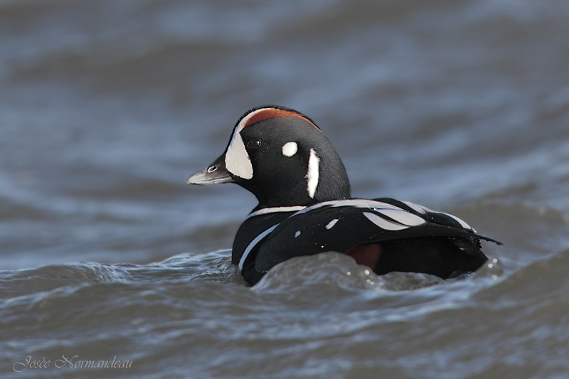 canard arlequin2 5918.jpg