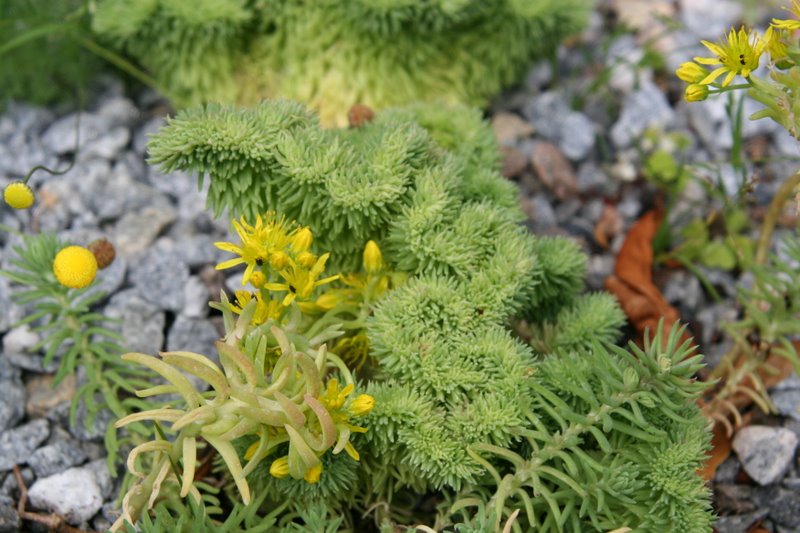 Sedum christatum reflexum