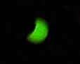 Solformrkelse 1/8 2008 Danmark /Sonnenfinsternis