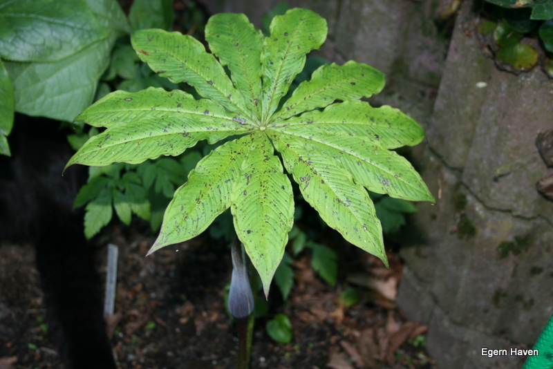 Exappendiculatum leaves