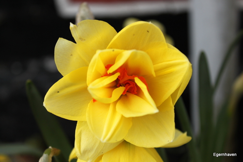 Narcissus Bridal Crown