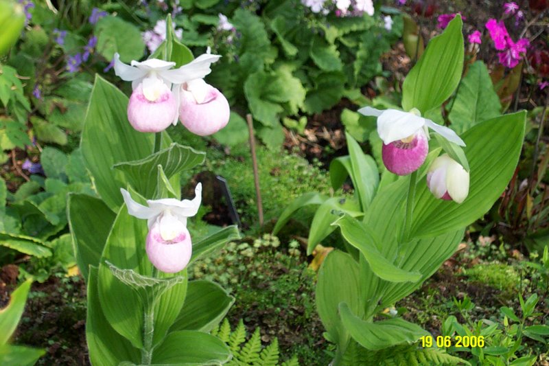 Cypripedium regina