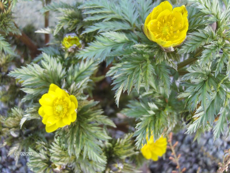 Adonis amurensis