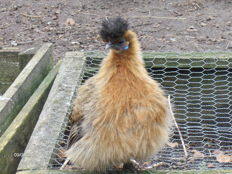 Kea