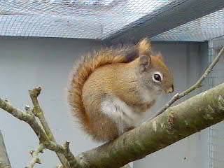 journalist Underlegen på Hudson Squirrel photo - Egernhaven photos at pbase.com