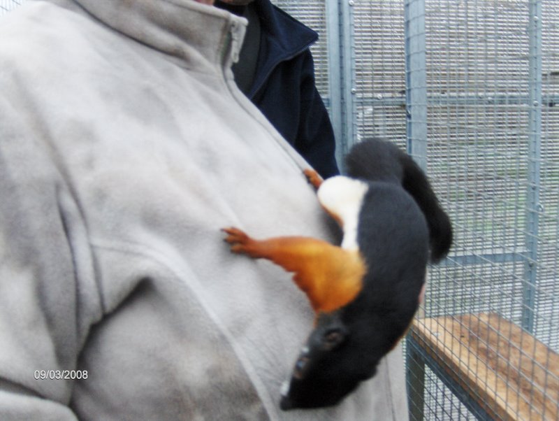 Callosciurus Prevostii Raflessii