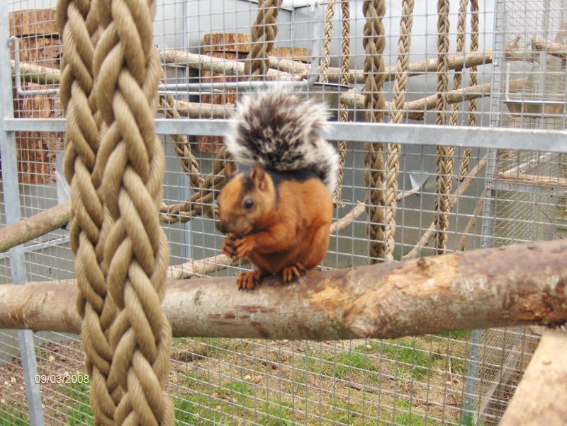  Costa Rica Squirrel