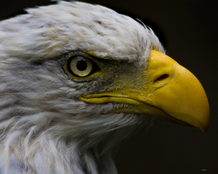 eagle_6638