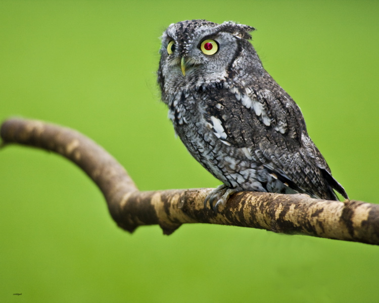 echoowl_6680