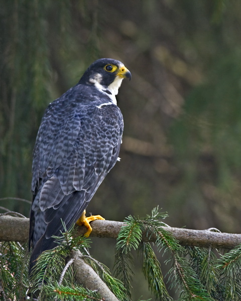 pergrinefalcon_6794