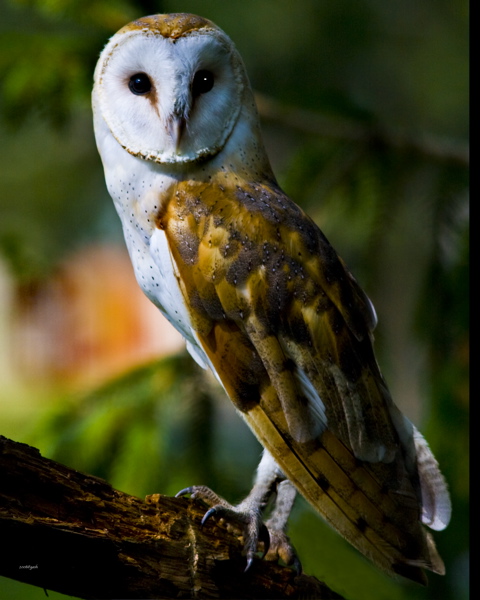barnowl2_6911