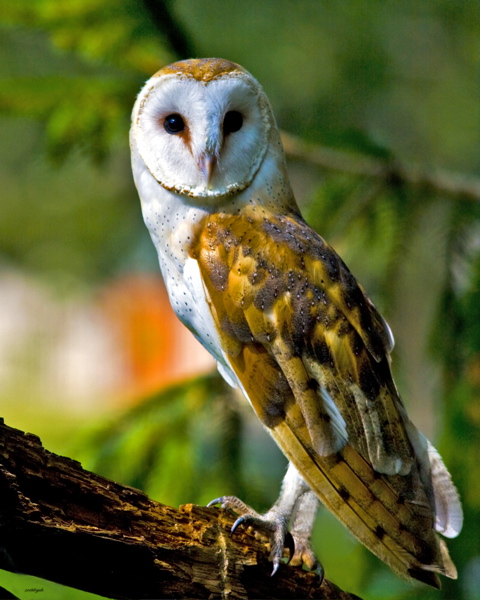barnowl_6911