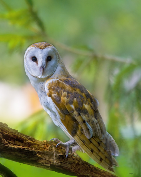barnowl_6920