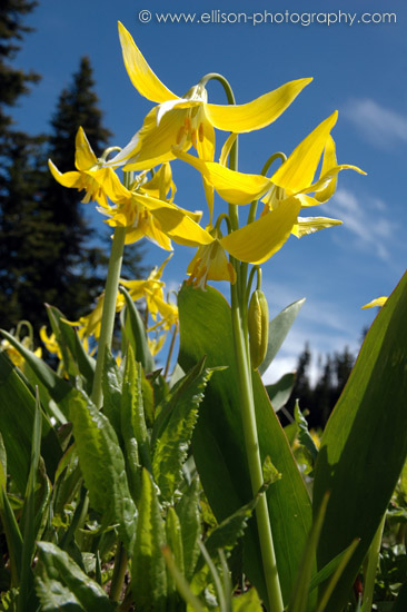 Glacier Lilies