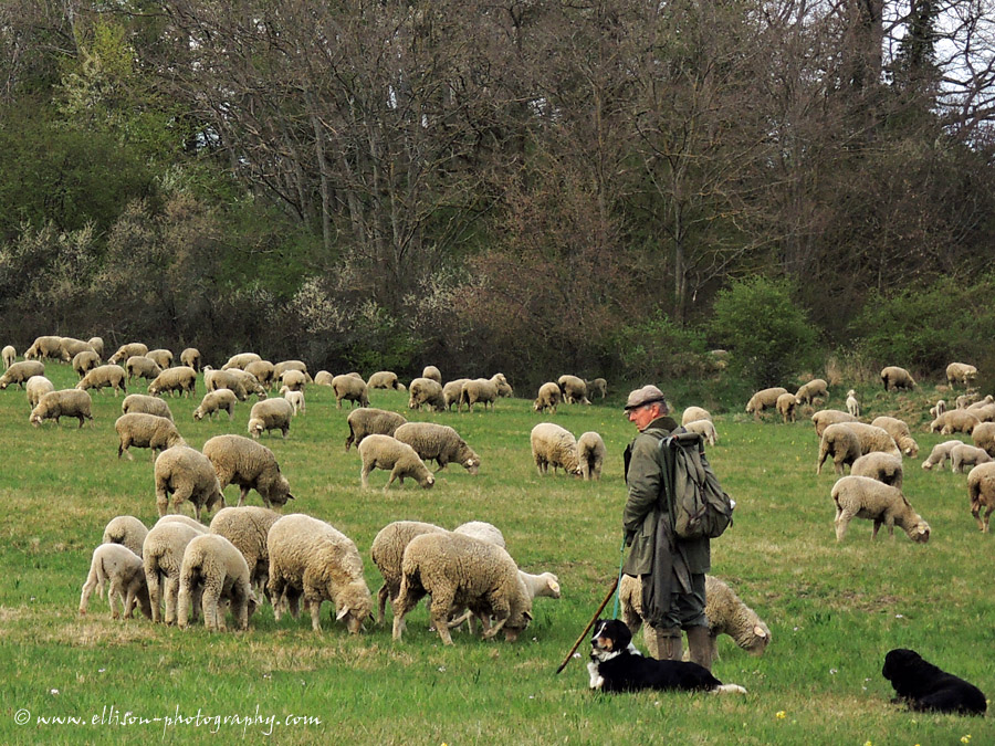 the shepherd