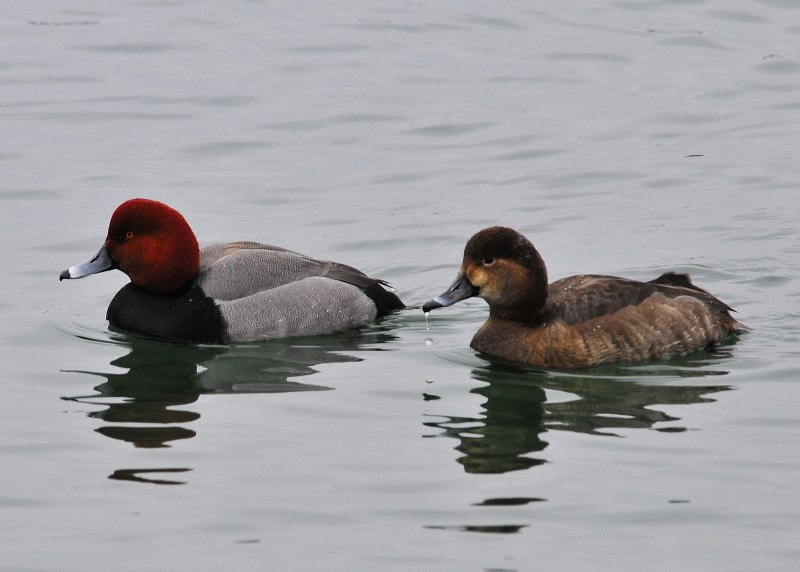 Red Head Duck Pair