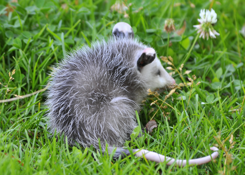 Baby Possum