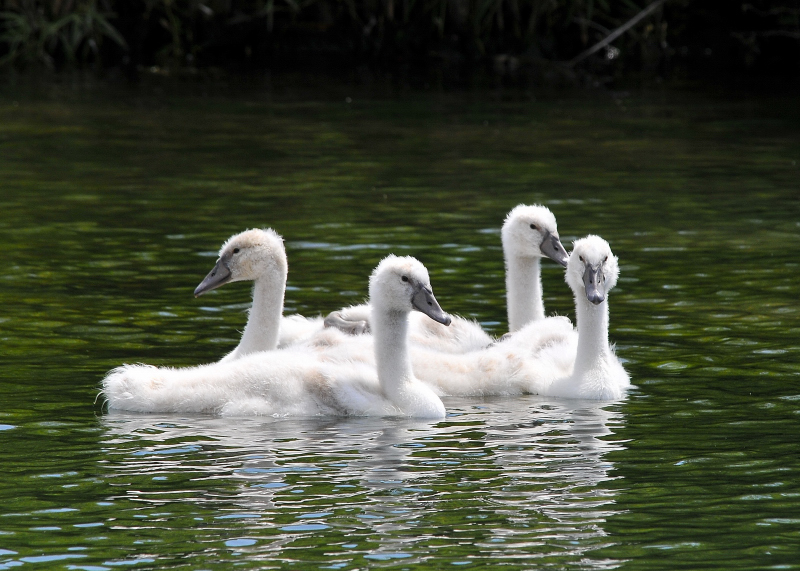 Mute Swan Cygnets