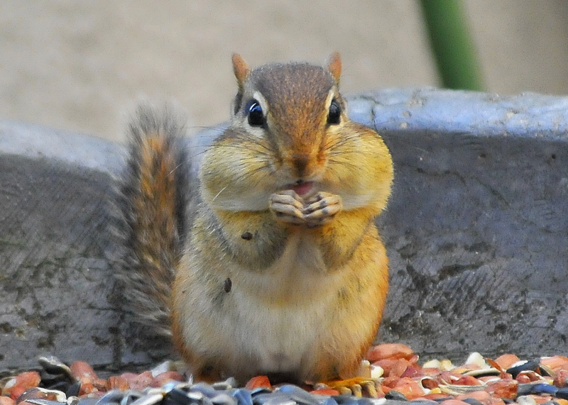 Chipmunk