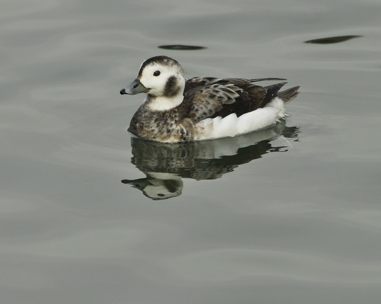 Long Tail Duck Female