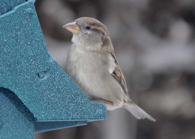 House Sparrow female