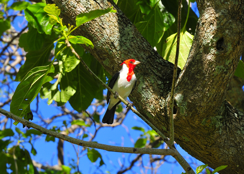 Brazilian Cardinal