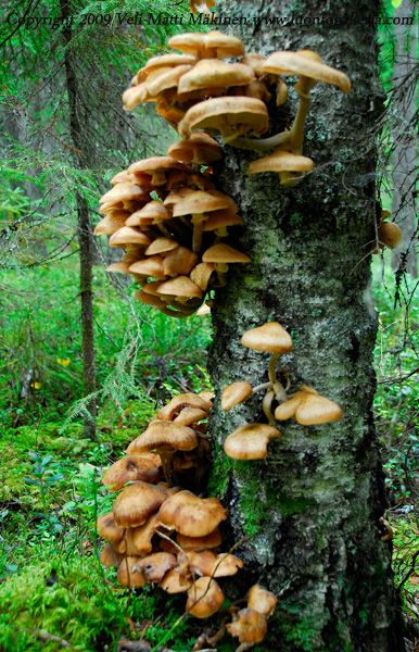 Symbiosis