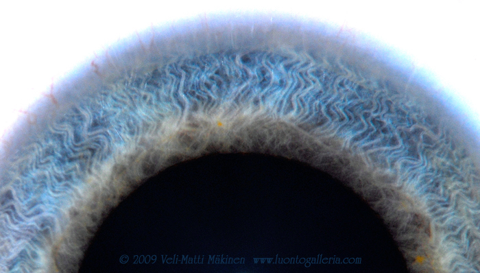 Iris in the human eye, a rainbow in Latin