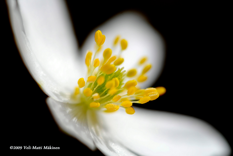 Wood Anemone came out  often 28.5 in my chilhood, now two weeks sooner