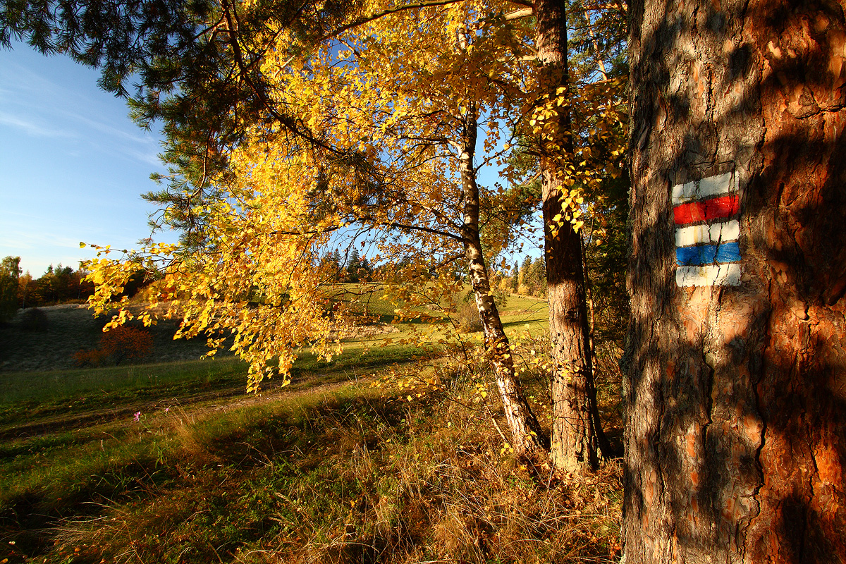 Colorful fall