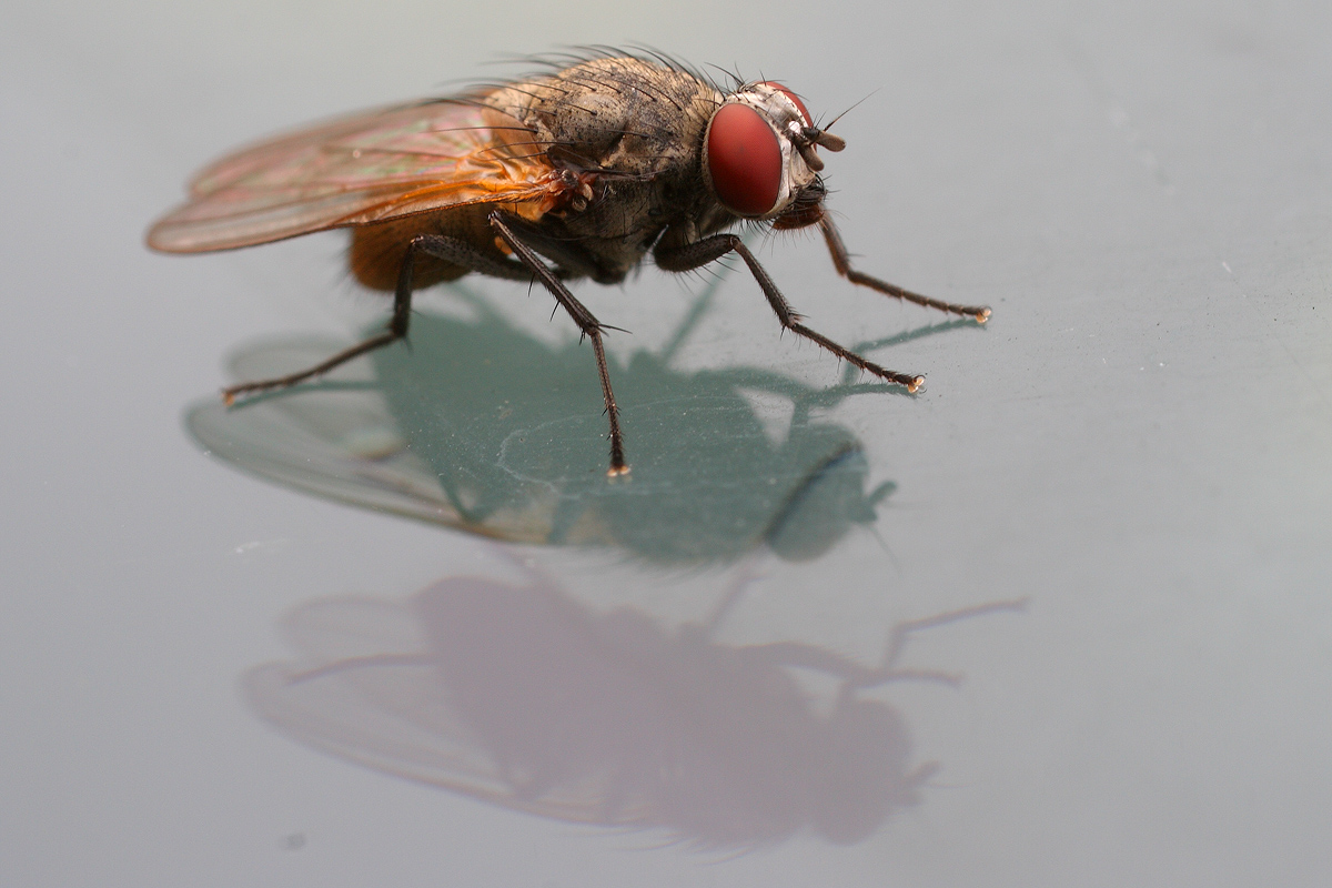 Fly on glass