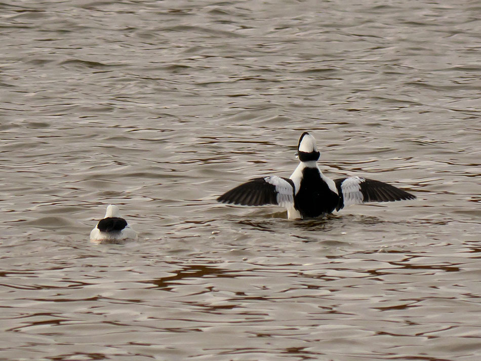 P1170029b.jpg