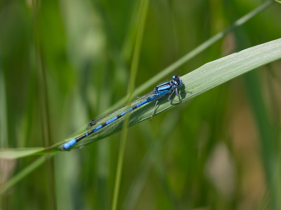 Familiar Bluet