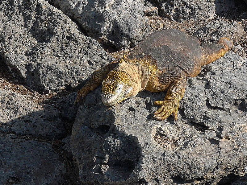 Land Iguana