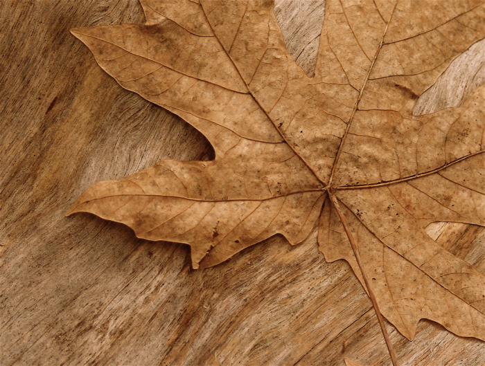 leaf.JPG