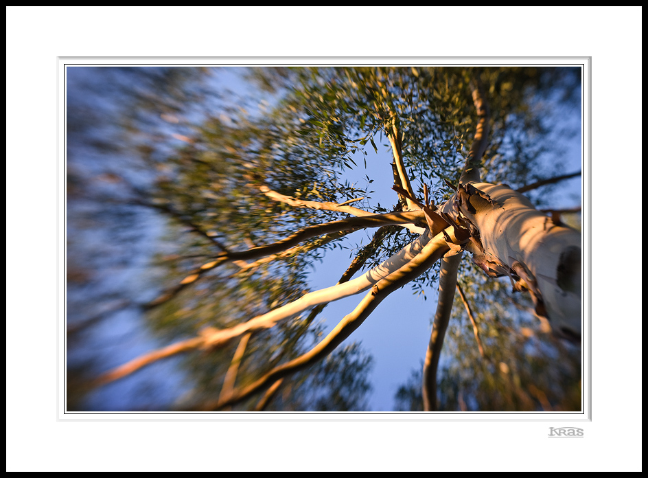 Eucalyptus Tree