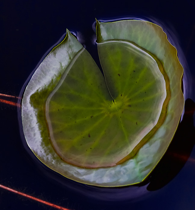 Lilly Pad