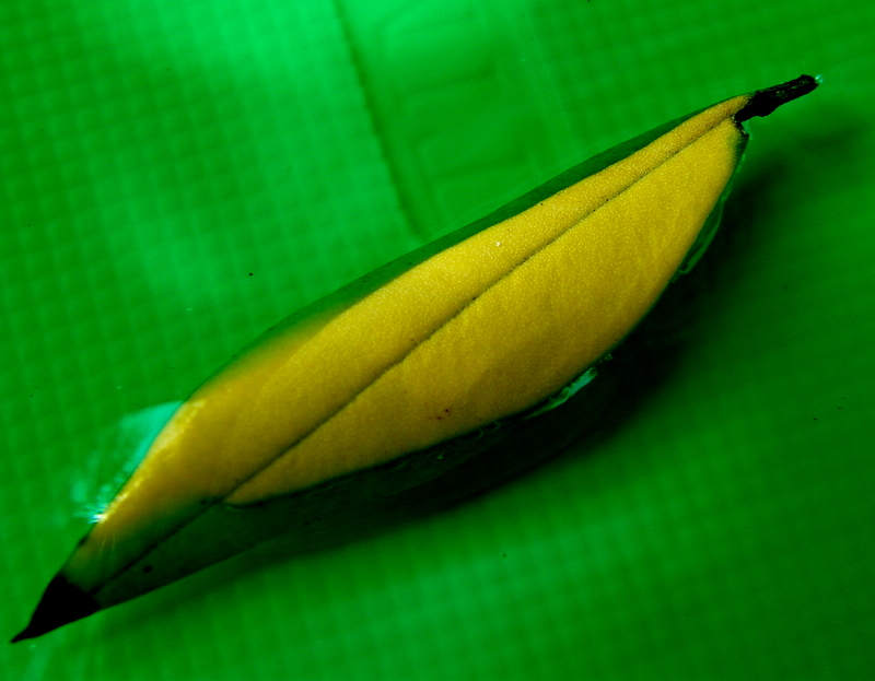 Yellow leaf