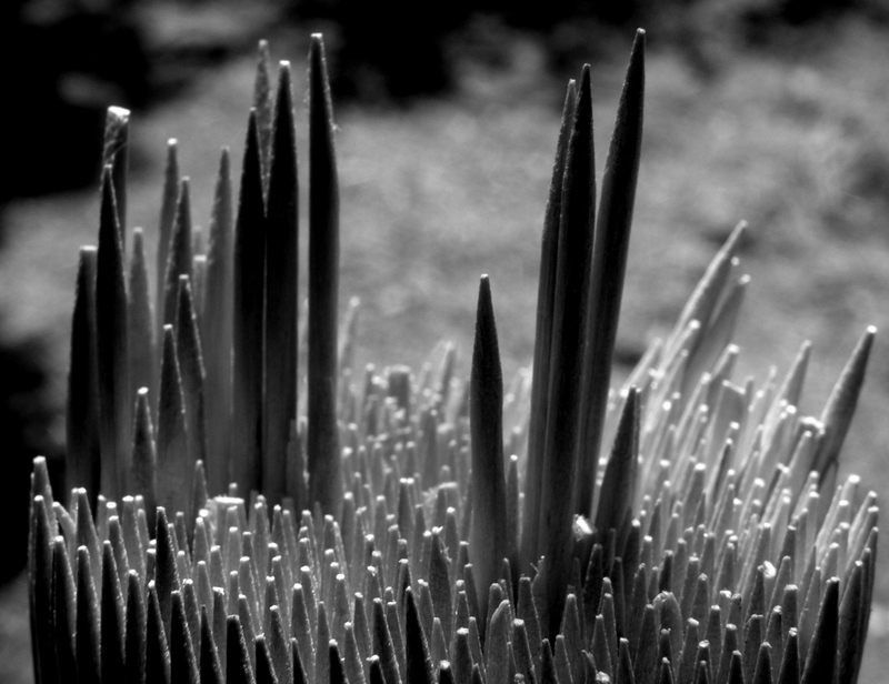 Toothpick