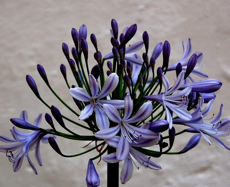 Blue flower