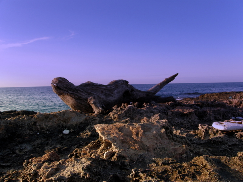 Trunk on the sea