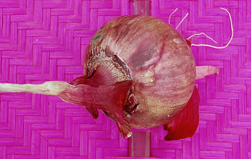 Purple onion