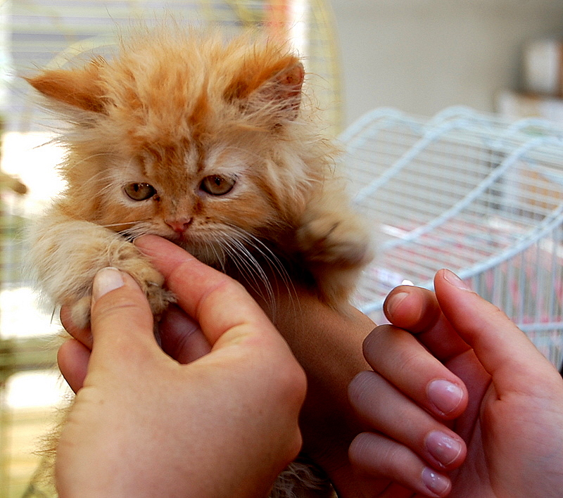 Kitty