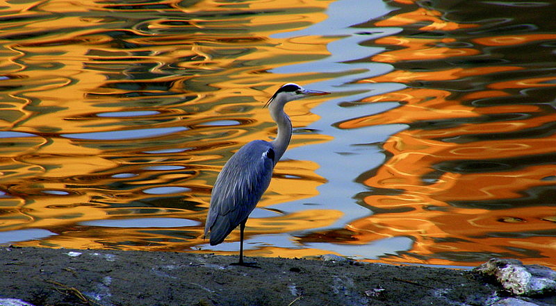 On the river  Po at sunset