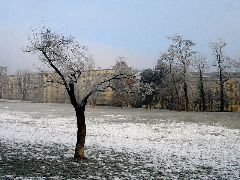 Snow  tree