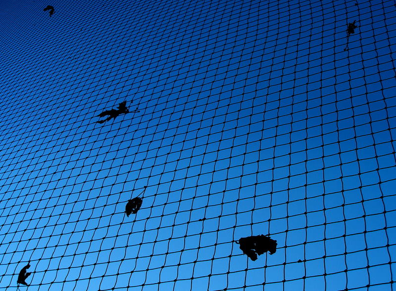Leaves in bleu
